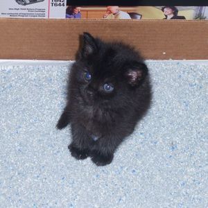 Meet your Posher, Rhonda